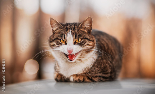 An angry tabby stray cat with bright yellow eyes sits on the roof of a car and hisses on a bright autumn day.