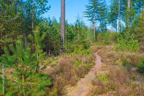 Sunlit pines in a colorful forest in bright sunlight in springtime, Baarn, Lage Vuursche, Utrecht, The Netherlands, April 17, 2021 photo