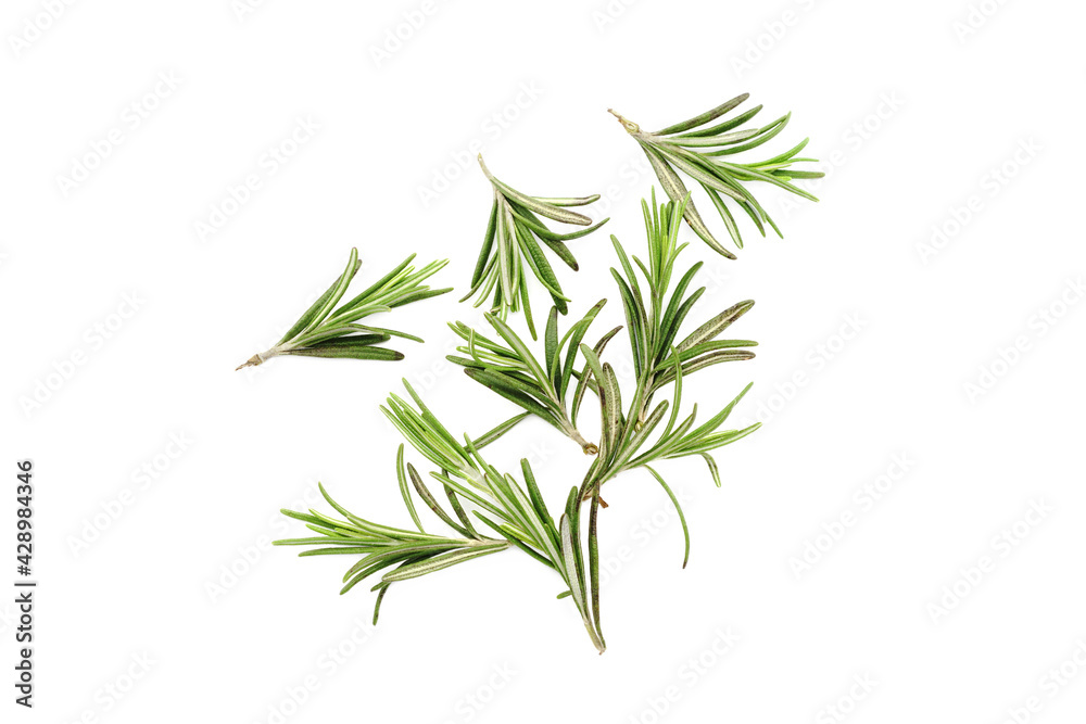 Rosemary herb isolated on white background.