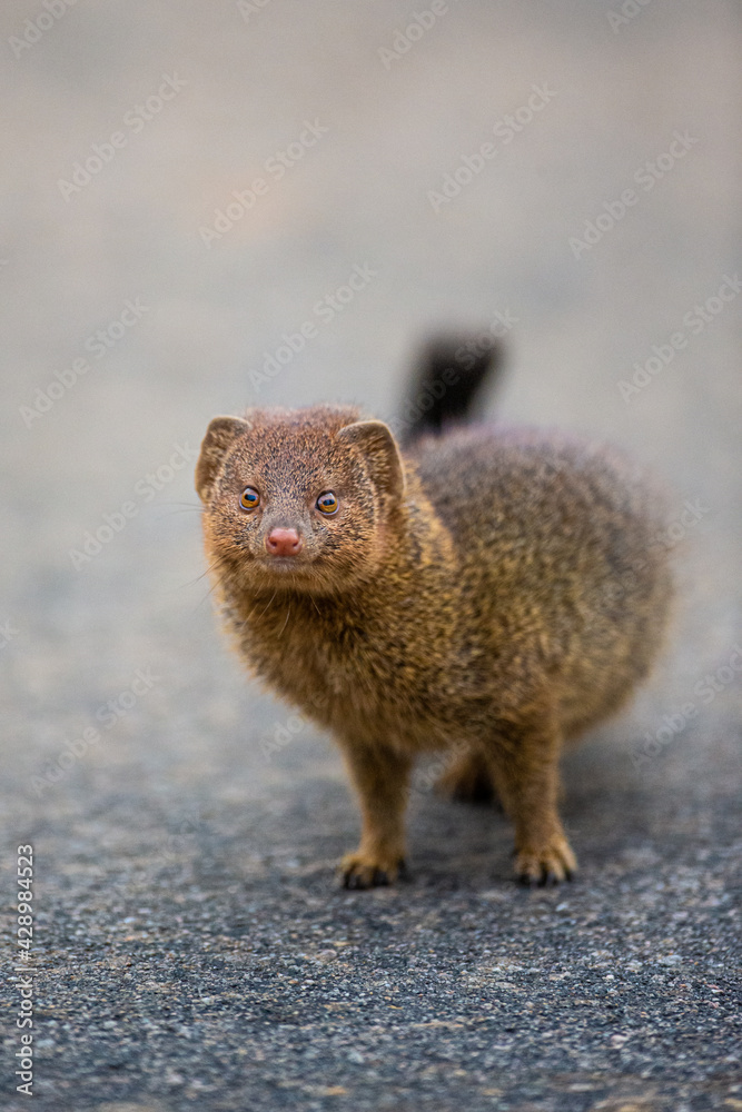 Slender Mongoose running along a tarred road Slender Mongoose running along a tarred road