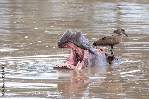 Surfacing Hippo in a waterhole in Africa