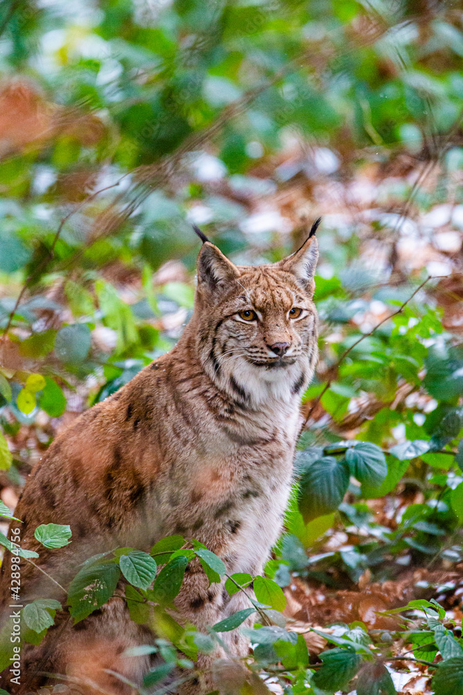 Obraz premium Eurasian Lynx walks around in the forests of Europe