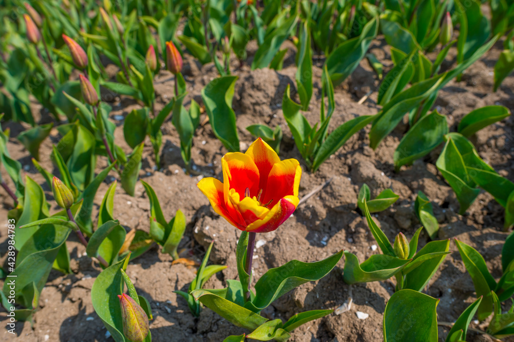Colorful tulips in an agricultural field in sunlight below a blue cloudy sky in spring, Almere, Flevoland, The Netherlands, April 19, 2021 Colorful tulips in an agricultural field in sunlight below a blue cloudy sky in spring, Almere, Flevoland, The Netherlands, April 19, 2021