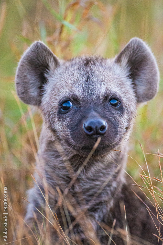 Young hyena sitting in the long grass Young hyena sitting in the long grass