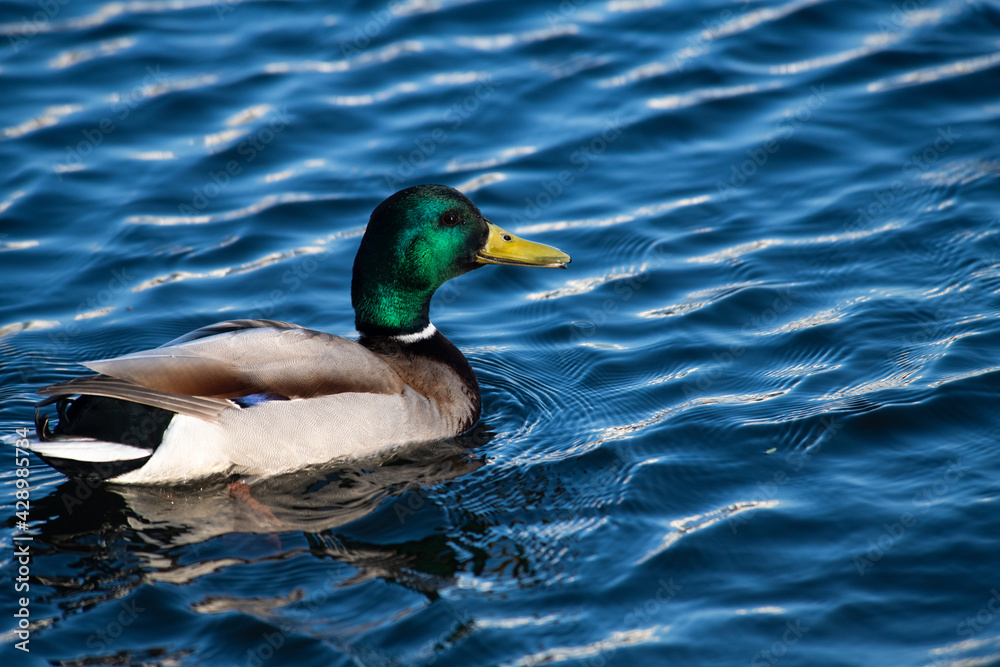 Nice young duck swiming on lake water in wild nature Nice young duck swiming on lake water in wild nature