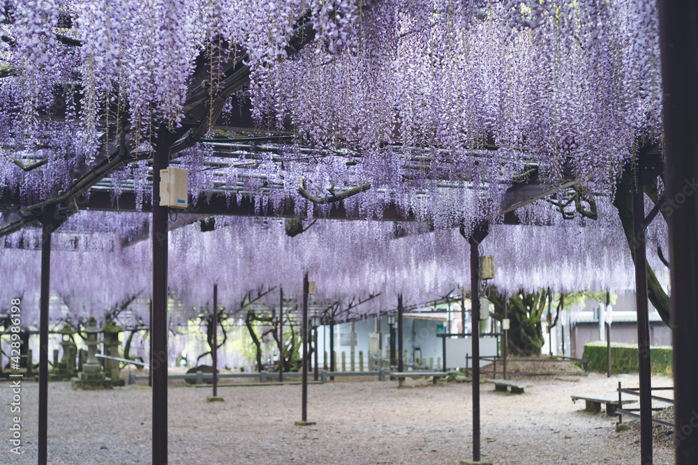 満開の美しい藤の花 福岡県の藤の花の名所スポット 黒木の大藤 Stock Photo Adobe Stock