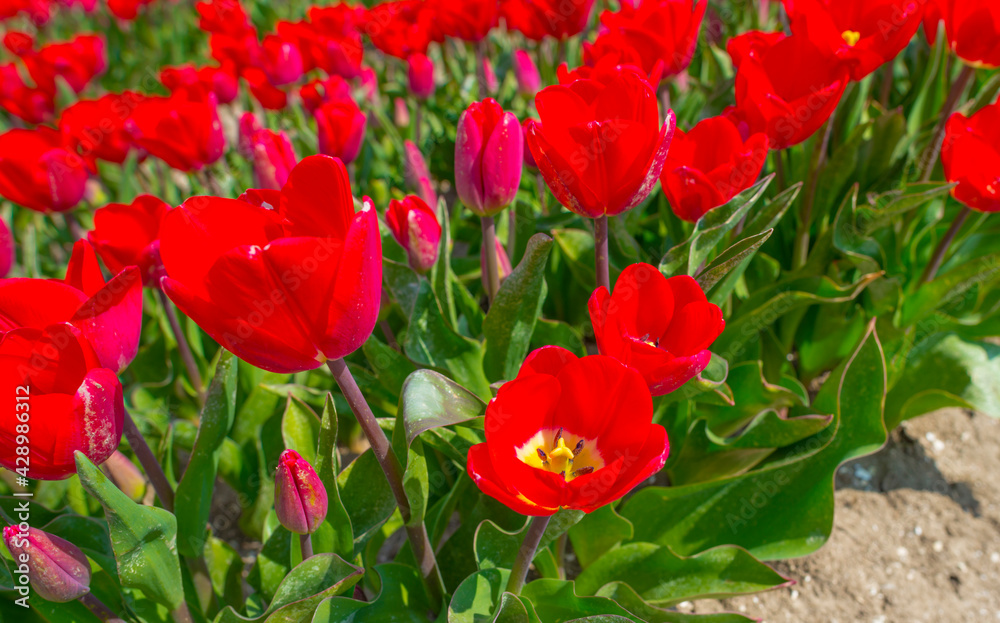 Obraz premium Colorful tulips in an agricultural field in sunlight below a blue cloudy sky in spring, Almere, Flevoland, The Netherlands, April 19, 2021