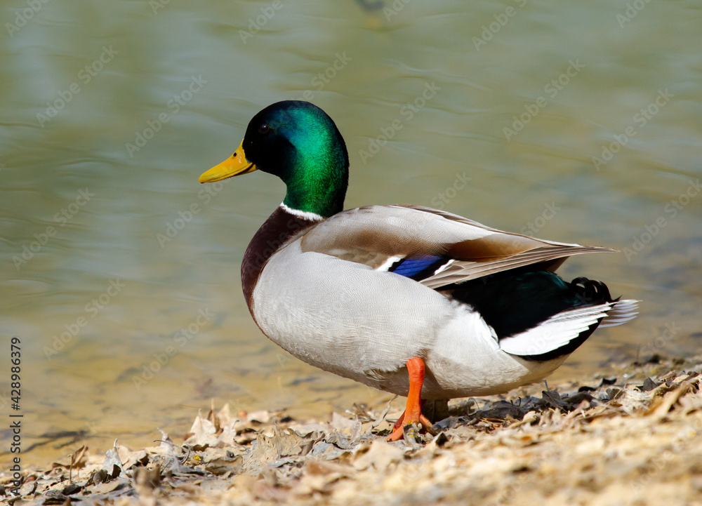 Male mallard (Anas platyrhynchos) on coast of pond