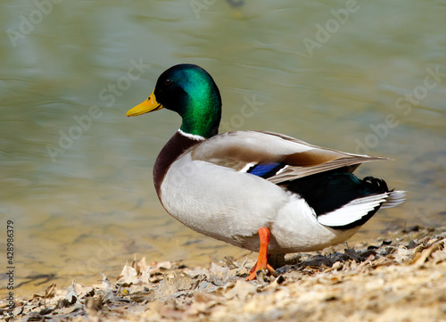 Obraz na płótnie Male mallard (Anas platyrhynchos) on coast of pond w salonie