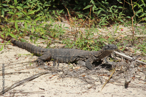 Фотография goanna in a zoo in australia