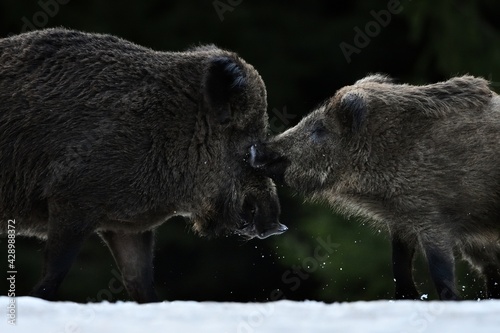 Wild boar and piglet in winter