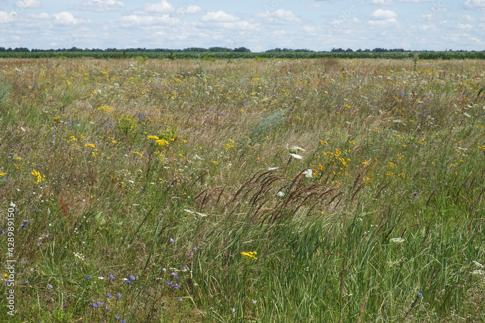 Fototapeta premium Picturesque Ukrainian steppe on a sunny summer day. Diverse steppe vegetation.