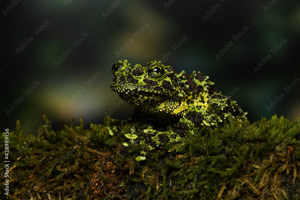 Obraz premium Vietnamese mossy frog on a mossy branch