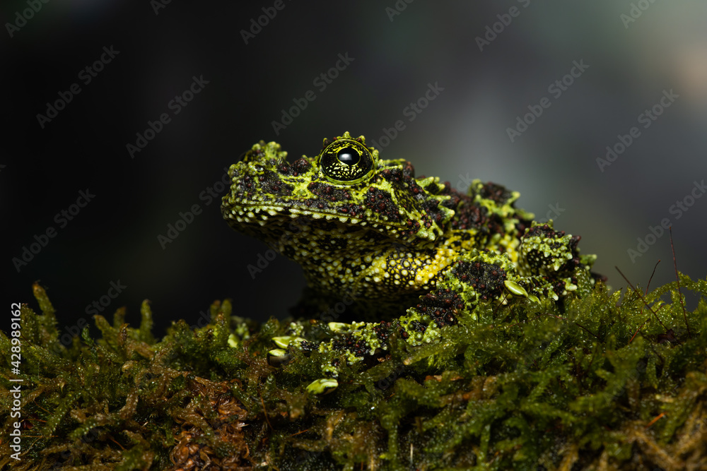 Vietnamese mossy frog on a mossy branch Vietnamese mossy frog on a mossy branch