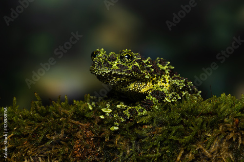 Vietnamese mossy frog on a mossy branch