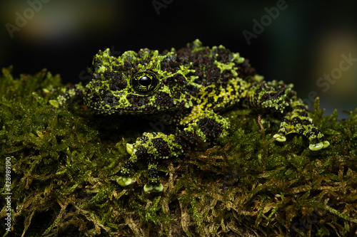 Vietnamese mossy frog on a mossy branch