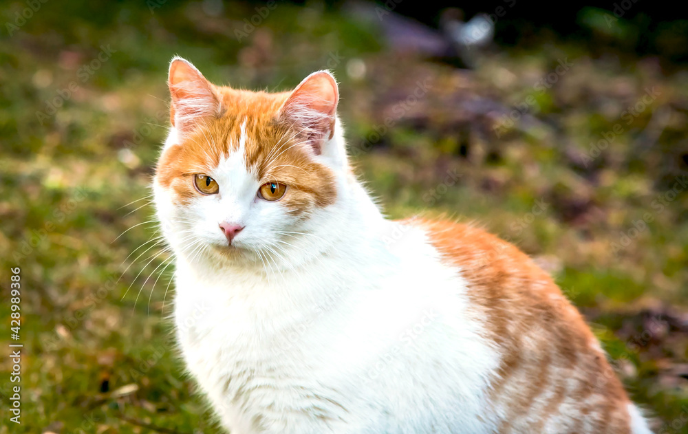 White and yellow adult domestic cat sitting in grass and looking straight