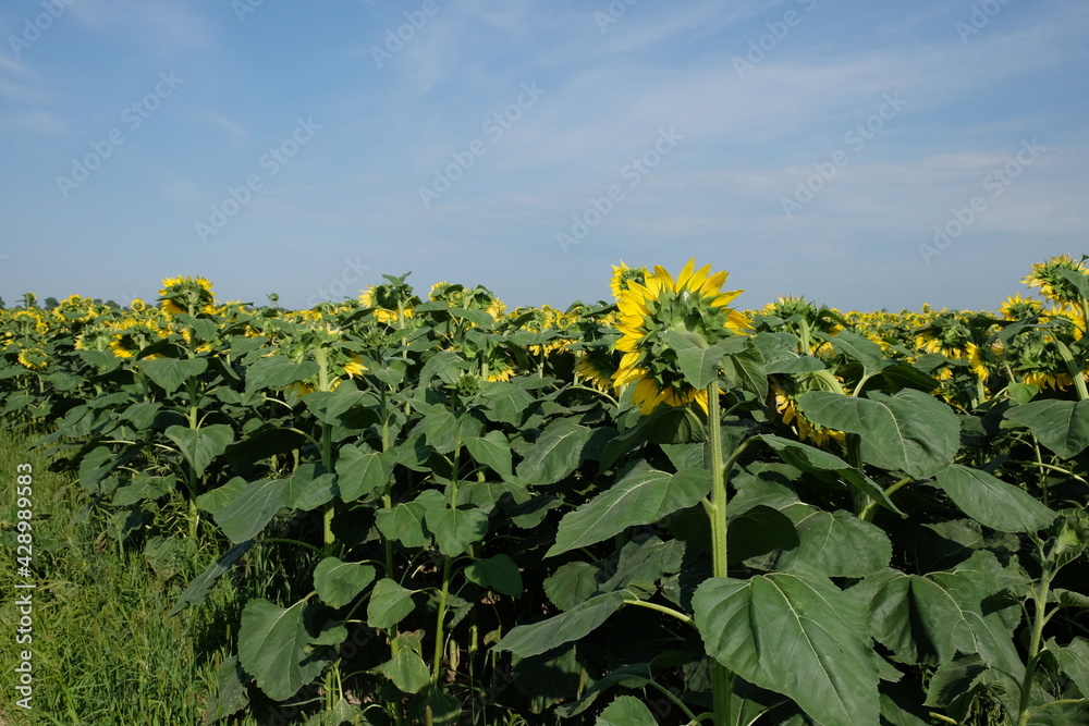 Blooming sunflowers on a farm field, landscape. Summer yellow sunflowers with green leaves in field with clear blue sky above on summer day. Blooming sunflowers on a farm field, landscape. Summer yellow sunflowers with green leaves in field with clear blue sky above on summer day.