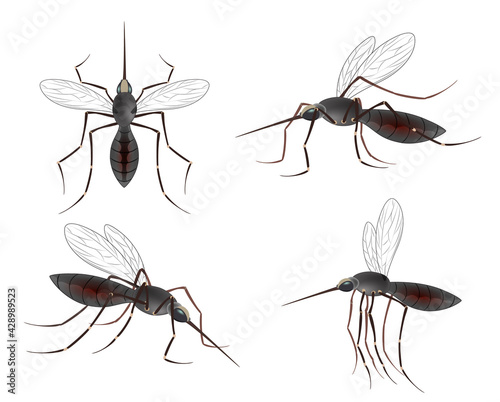Realistic mosquito. Blood sucking insects, peddler of dengue. A Massive Mosquito Problem.