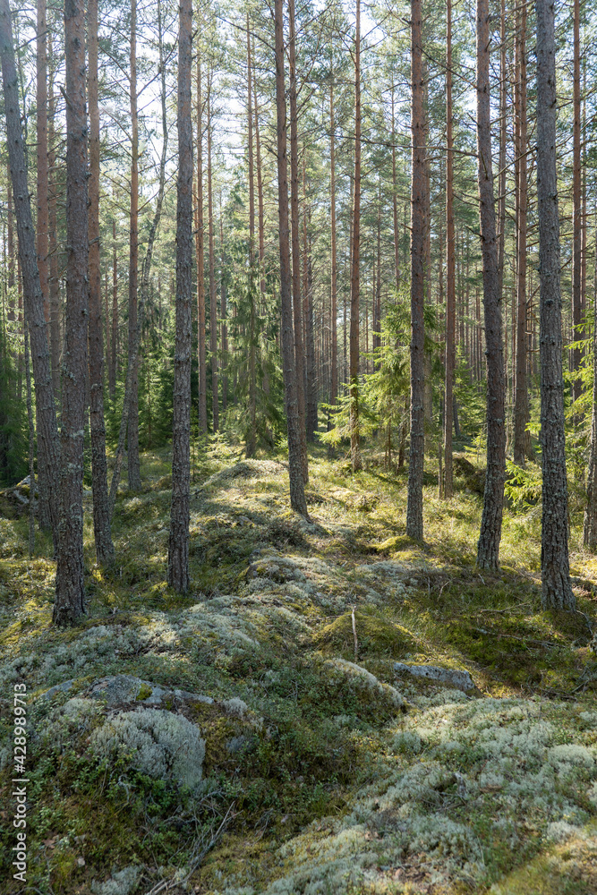 Sunlight morning in a natural forest of spruce and pine tree with mossy green boulders. Sunlight morning in a natural forest of spruce and pine tree with mossy green boulders.