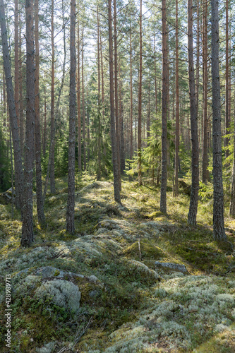 Sunlight morning in a natural forest of spruce and pine tree with mossy green boulders.