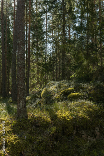 Sunlight morning in a natural forest of spruce and pine tree with mossy green boulders.