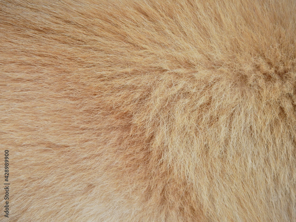close up brown fur of dog texture close up brown fur of dog texture