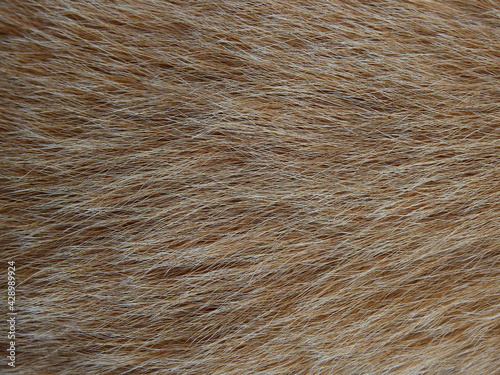 close up dog fur, hairy background