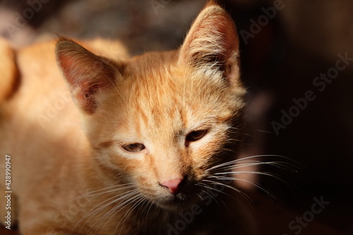 Portrait of a ginger cat, close-up. The animal's muzzle is illuminated by the sun's rays.