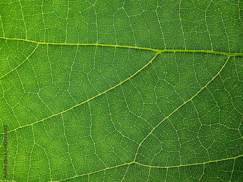 close up green leaf of Bastard teak ( Butea monosperma ) close up green leaf of Bastard teak ( Butea monosperma )