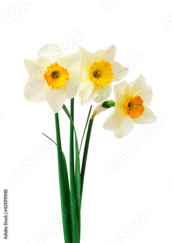 Beautiful fresh daffodils flowers, isolated on white background. 