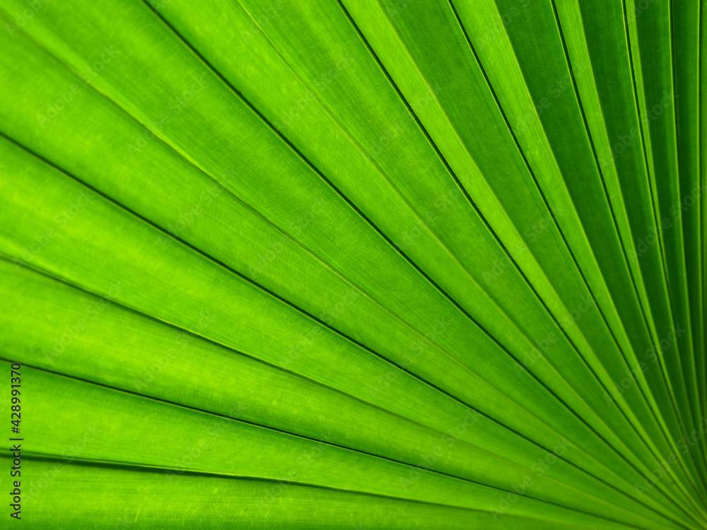 fresh green palm leaf texture fresh green palm leaf texture