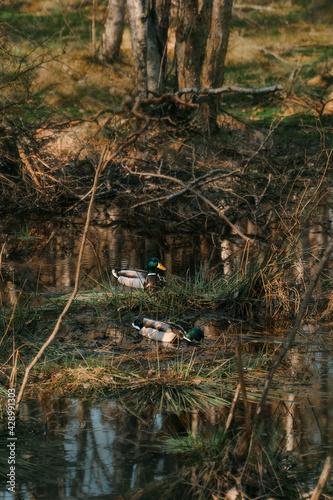 Ducks swimming in the forest pond. Birds in the peaceful nature