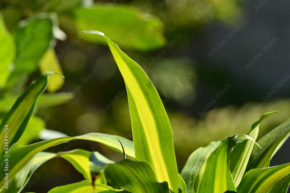 Dracaena fragrans leaf.