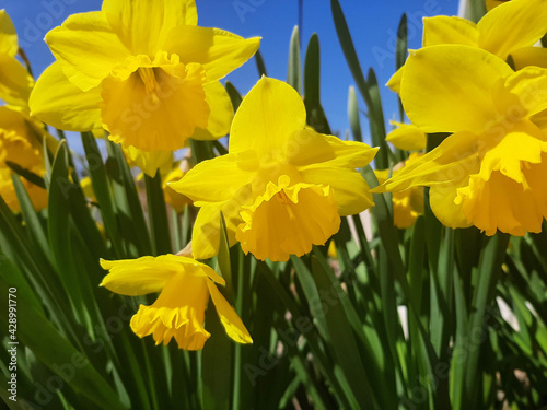 field with bright yellow daffodils Narcissus spring bulbous flowers for the garden