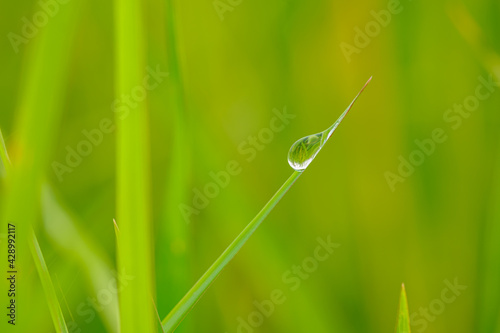 Dew drop purity on green leaf with nature background In morning