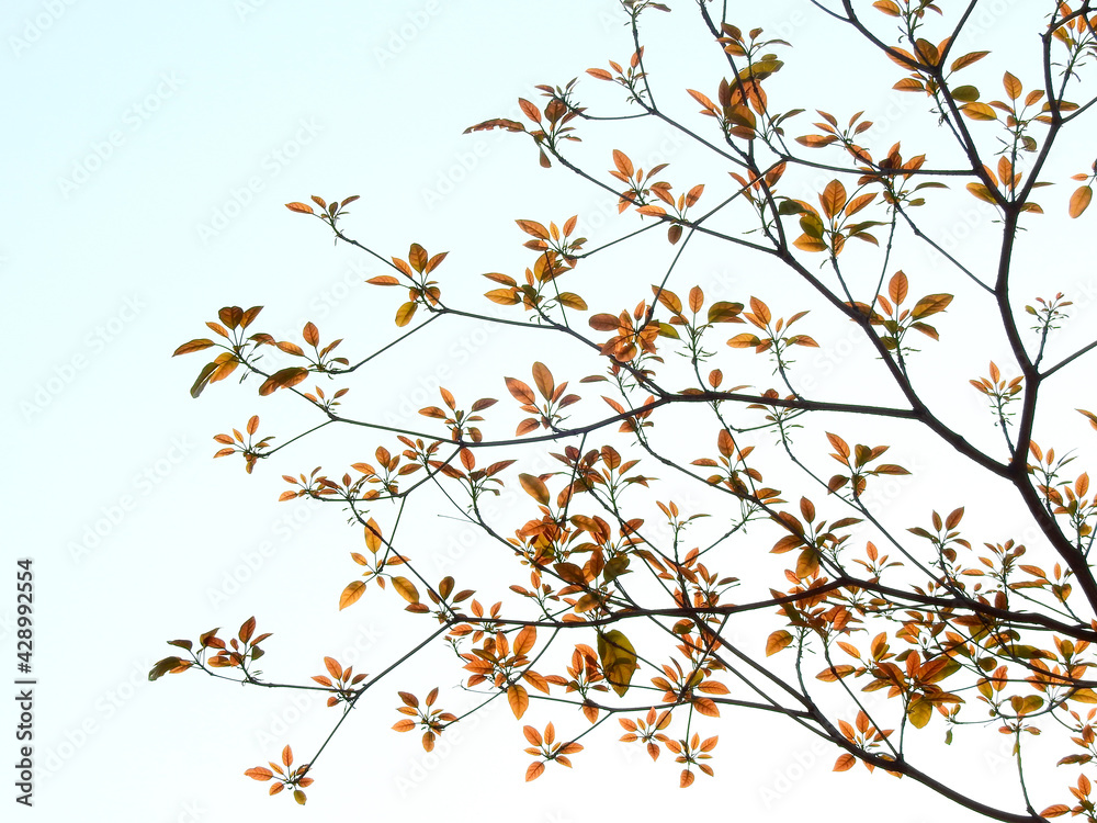 colorful spring leaf of tree with blue sky background