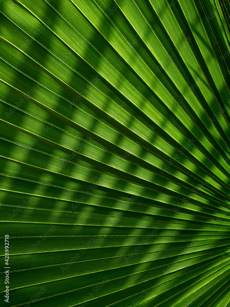Obraz premium beautiful green palm leaves of tree in sunlight