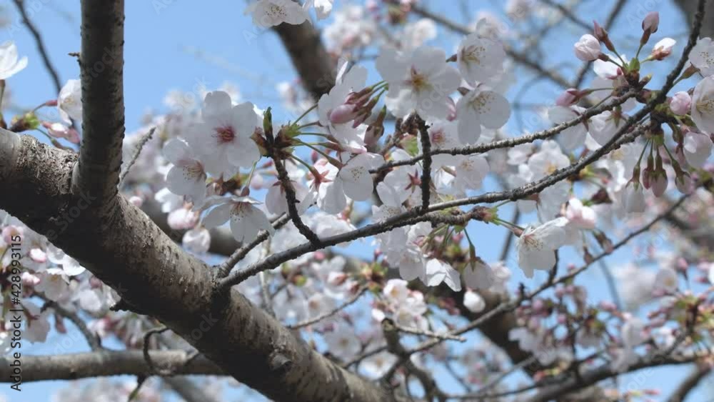 cherry blossoms in Kyoto, Japan cherry blossoms in Kyoto, Japan