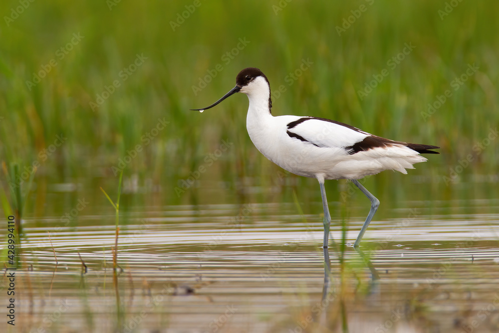 Pied avocet walking in wetland in springtime nature Pied avocet walking in wetland in springtime nature