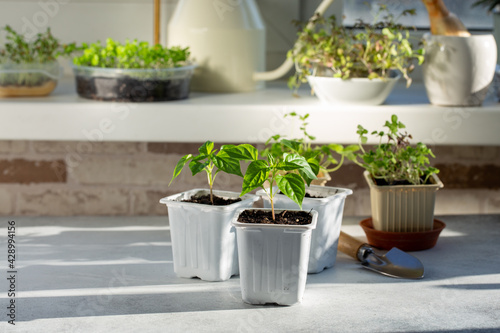 Young pepper seedlings growing in white plastic pots. Paprika sprouts near windowsill on sunny day. Spring seedlings. Gardening concept, springtime.