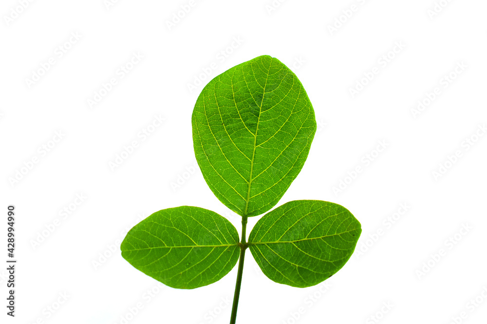 green leaf isolated on white background green leaf isolated on white background