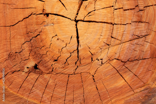 eucalyptus wood texture with cracks photo