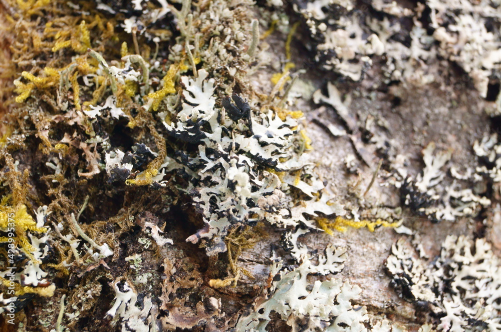 Lichen(Parmelia sulcata) and moss on birch bark. Lichen(Parmelia sulcata) and moss on birch bark.