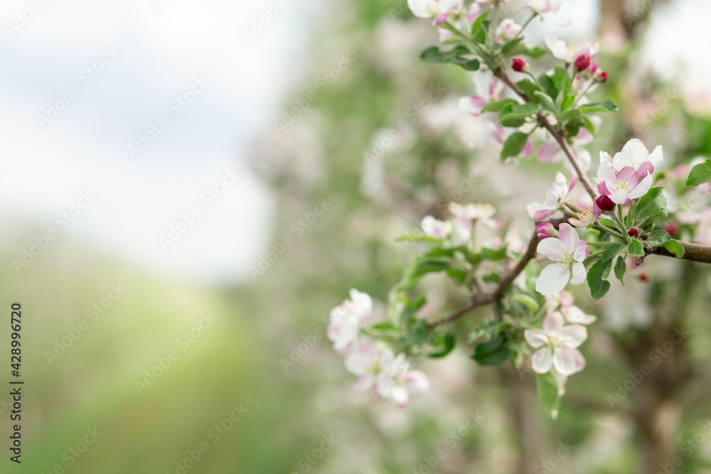 Eco garden, business and industry growing organic fruits, small business and bloom orchard at spring Eco garden, business and industry growing organic fruits, small business and bloom orchard at spring
