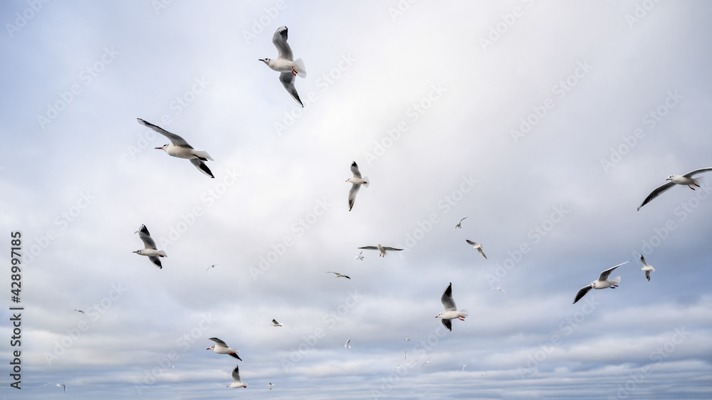 many seagulls in the sky above the sea