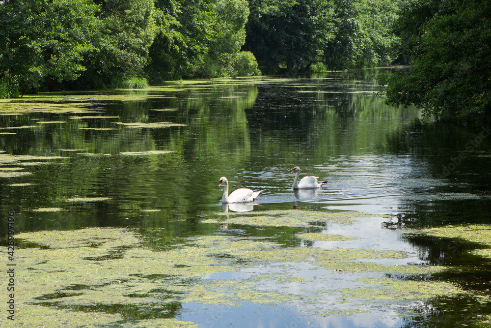 A couple, two beautiful white swans float on a green picturesque pond or lake. A couple, two beautiful white swans float on a green picturesque pond or lake.