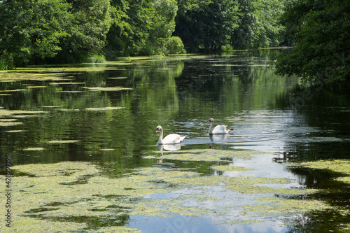 A couple, two beautiful white swans float on a green picturesque pond or lake.