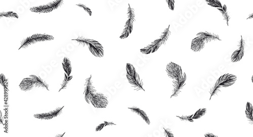 Feathers on white background. Hand drawn sketch style.   © Aleksandr