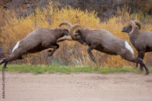 Canvas Print bighorn rams butt heads